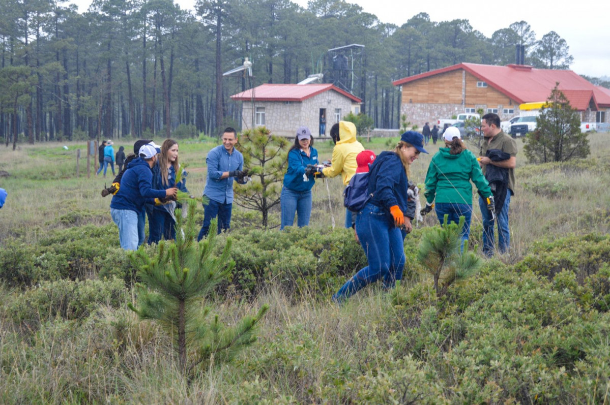 Reforestacion