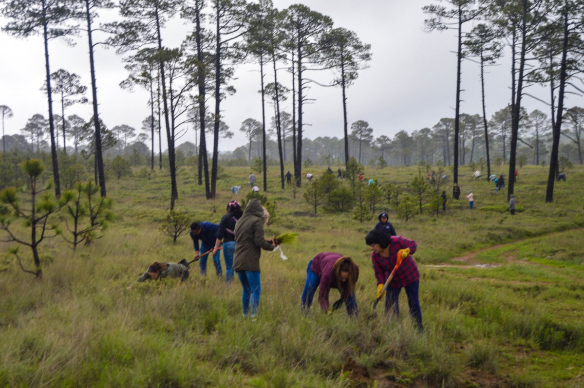 Reforestacion dos